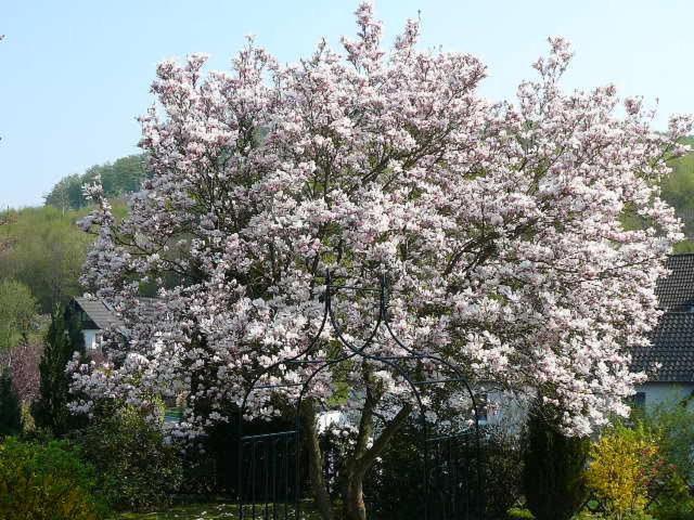 Haus Drei Tannen 3*